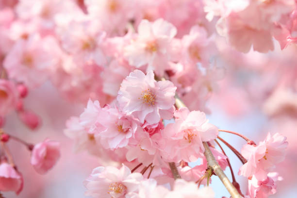 istock Cherry blossoms in full bloom in Yamanashi - Japan spring - 1142536229