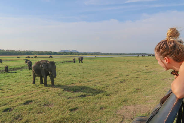 istock Cheerful to see the Elephant 1142537905