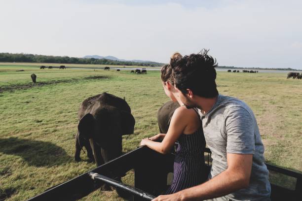 istock Sight see the elephant on Minneriya National Park 1142537909