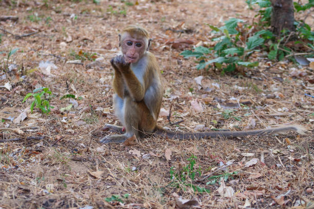 istock Standing monkey of Minneriya National Park 1142537925