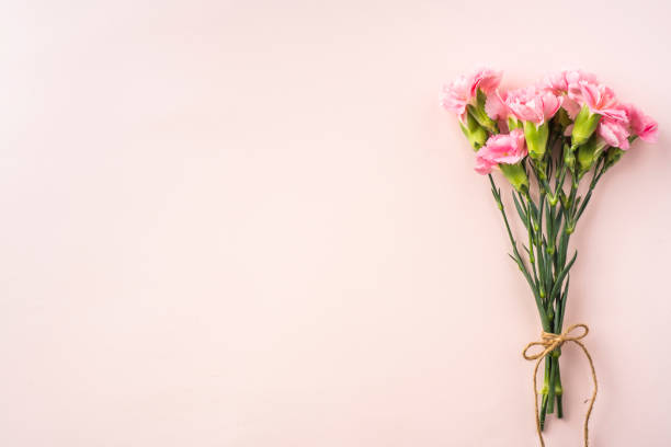 istock top view of carnation on pink background 1142538101