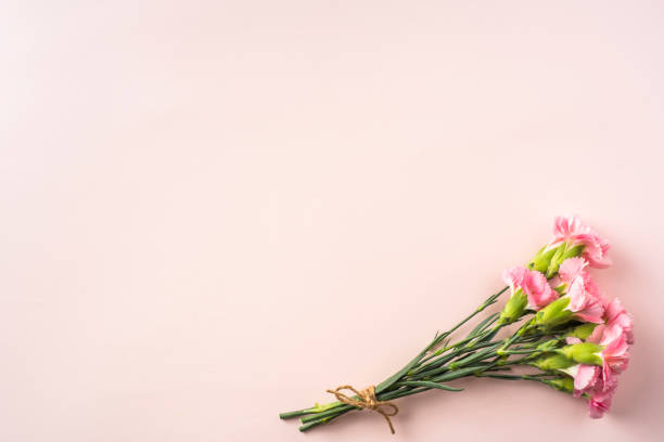 istock top view of carnation on pink background 1142538105
