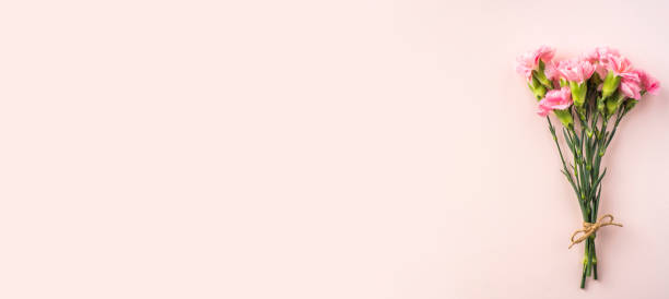 istock top view of carnation on pink background 1142538118