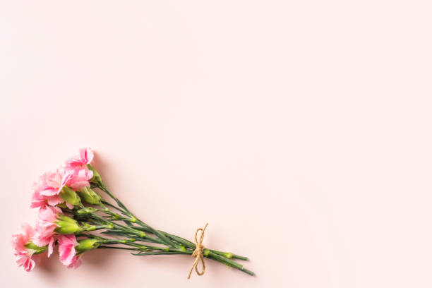 istock top view of carnation on pink background 1142538768