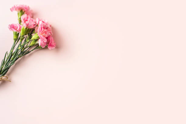 istock top view of carnation on pink background 1142538775