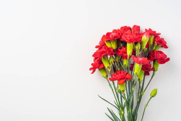 istock top view of carnation on white for mothers day 1142540775