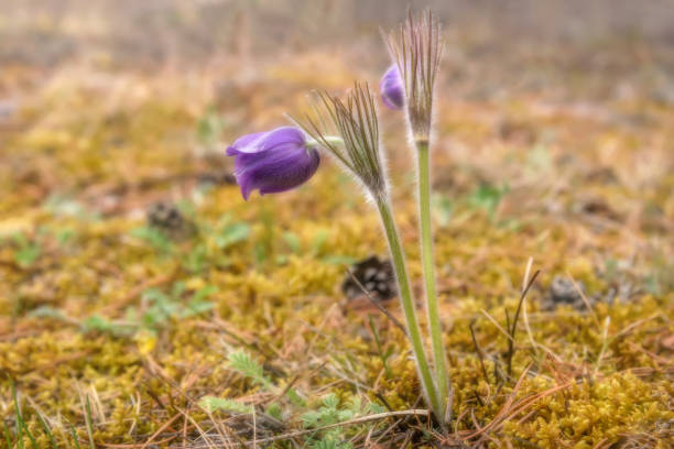 istock pasque flower spring pulsatilla vulgaris 1142540895