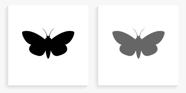 蛾黒と白の正方形のアイコン - 2649点のイラスト素材／クリップアート素材／マンガ素材／アイコン素材