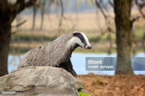 Badger On Stone In The Spring Forest Stock Photo - Download Image Now - Badger, Honey, Animal Culling