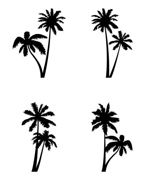 illustrations, cliparts, dessins animés et icônes de noix de coco palm tree silhouette icône ensemble. - palm tree leaf tree frond