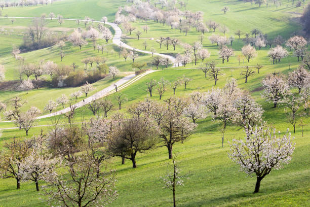 A hill full of blooming cherry trees with white flower blossom in spring season