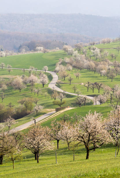 istock A hill full of blooming cherry trees with curvy road 1142543779
