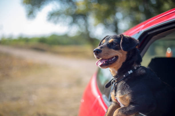 istock Happy dog has her head out a car window 1142544741