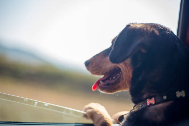 istock Happy dog has her head out a car window 1142544770