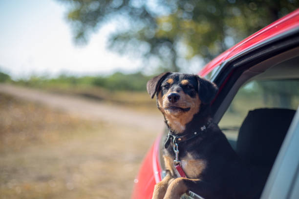 istock Happy dog has her head out a car window 1142544807