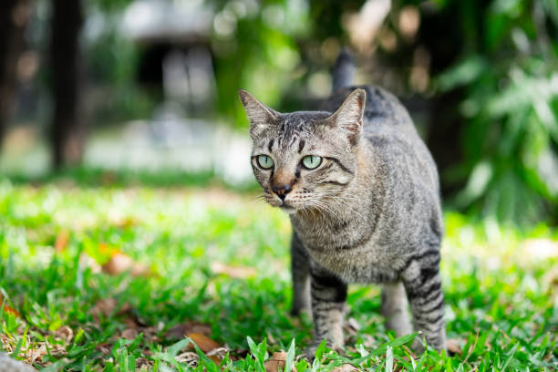 istock Tabby cat looking something on grass in the garden. 1142545032
