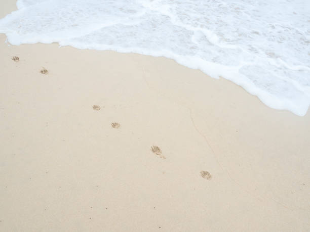 istock water foam and sea wave on the beach 1142545584