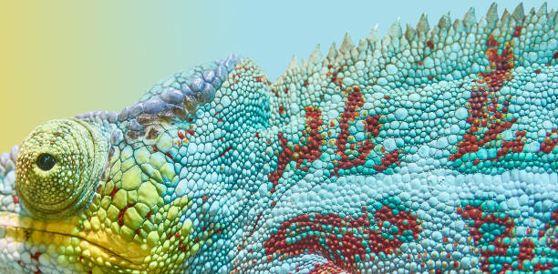 Animal chameleon, color game.