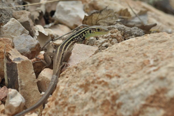 istock Lizard basking in the sun. Cold-blooded reptile. Skin covered with scales. 1142550344