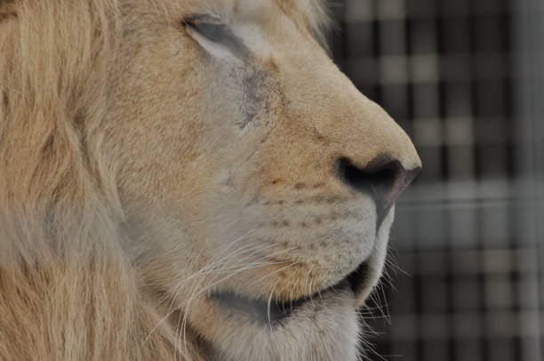 istock Wild lion. Predatory cat in a cage. 1142551409