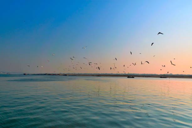 istock Migratory birds, seagulls flying on Ganges, at Varanasi 1142551573