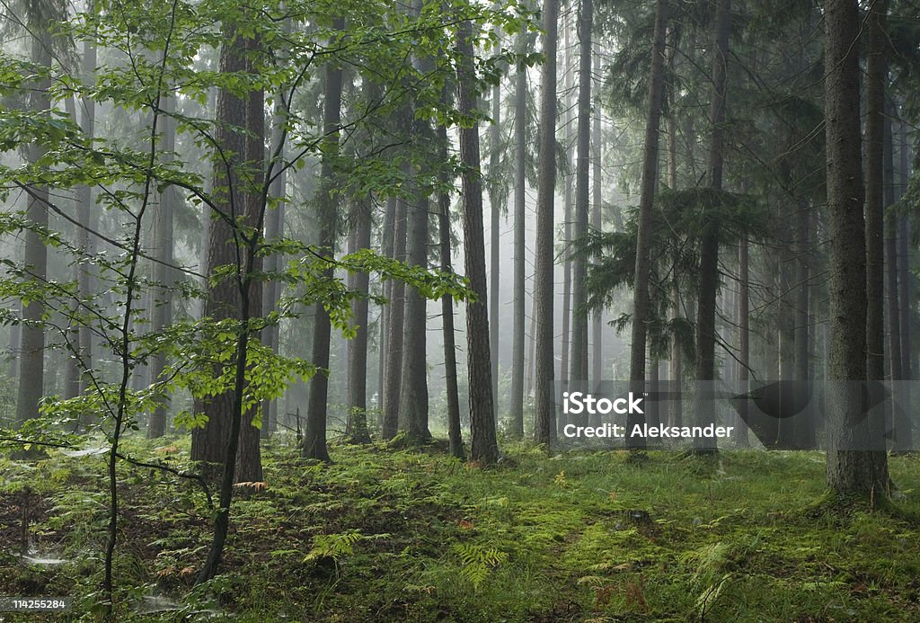Misty Spätsommer vor allem coniferous stand - Lizenzfrei Bialowieza-Waldgebiet Stock-Foto