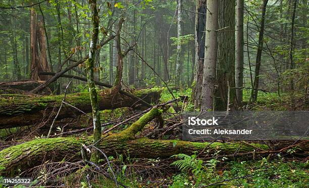 Frische Laubwälder Stand Der Bialowiezawaldgebiet Im Frühling Stockfoto und mehr Bilder von Baum