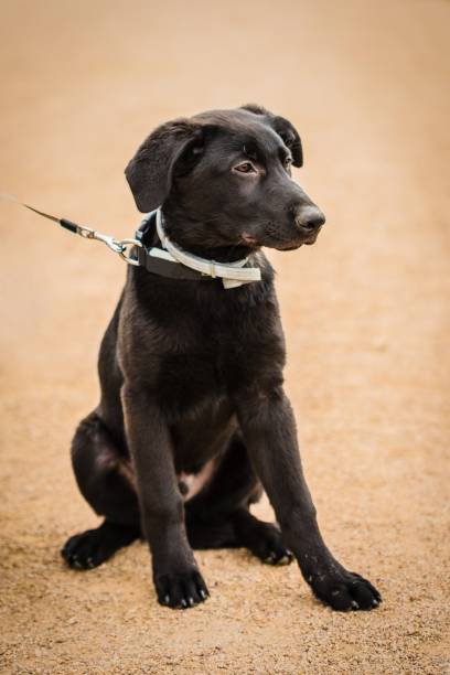 istock Young black labrador puppy 1142554171