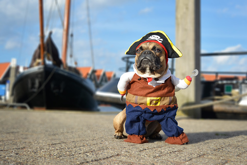Divertido perro marrón Bulldog Francés vestido con traje de pirata con sombrero y brazo de gancho de pie en el puerto con botes en el fondo photo