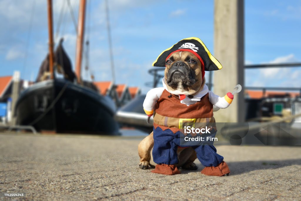 Funny brown French Bulldog dog  dressed up in pirate costume with hat and hook arm standing at harbour with boats in background dog photography Dog Stock Photo
