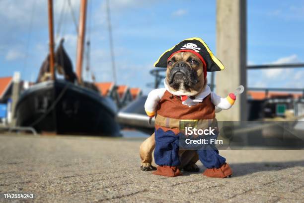 Funny Brown French Bulldog Dog Dressed Up In Pirate Costume With Hat And Hook Arm Standing At Harbour With Boats In Background Stock Photo - Download Image Now