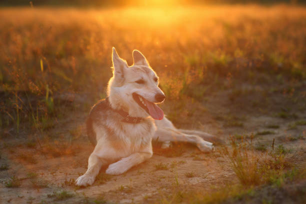 Portrait of husky dog lying in a filed looking aside. Yellow, green, red grass and sunset background . Copy space