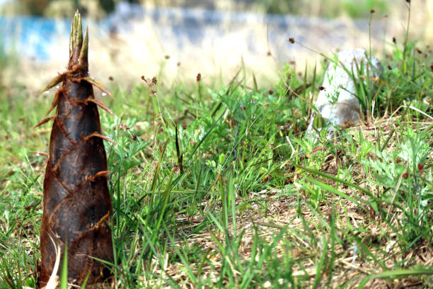 istock Coming of spring, shooting bamboo shoots 1142555390