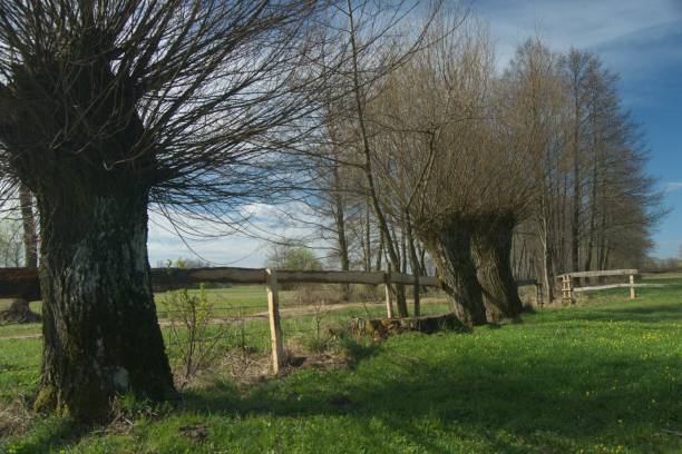 istock Headed willow tree on a boggy meadow. Spring in the river valleys 1142556698