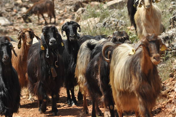 istock A herd of goats. Animals spent with pastures 1142557308