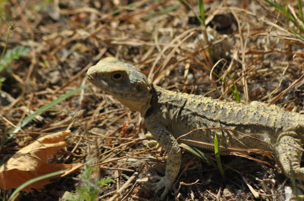 istock Lizard basking in the sun. Cold-blooded reptile. Skin covered with scales. 1142557379