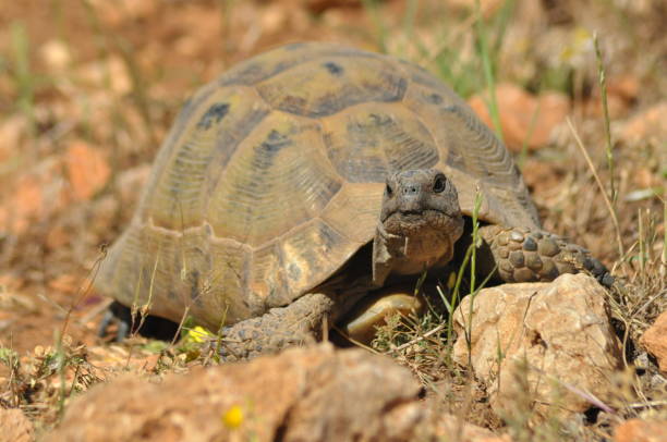 istock Turtle on the rocky and sandy desert. Gad Soaking up the sun. 1142557391