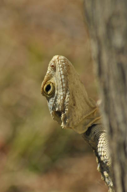 istock Lizard basking in the sun. Cold-blooded reptile. Skin covered with scales. 1142557405