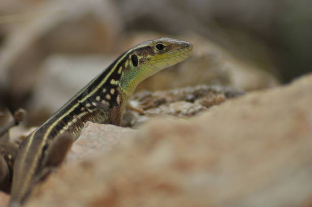 istock Lizard basking in the sun. Cold-blooded reptile. Skin covered with scales. 1142557608