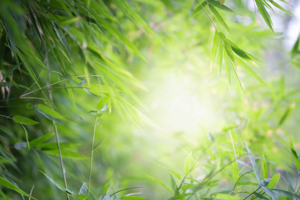 istock Close up beautiful view of nature bamboo leaf on blurred greenery tree background with sunlight in public garden park. It is landscape ecology and copy space for wallpaper and backdrop.-Image. 1142557753