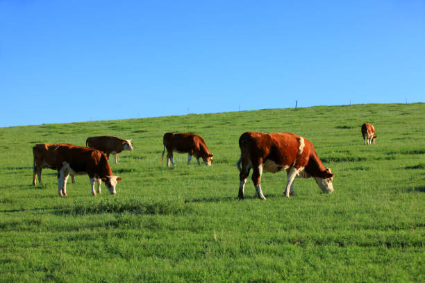 istock A few cows grazing on the slopes 1142557812