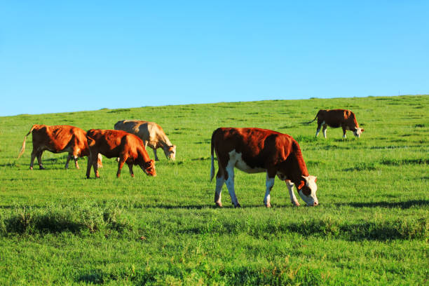 istock A few cows grazing on the slopes 1142558440