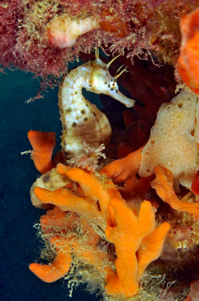 istock Big Bellied Seahorse. 1142559448