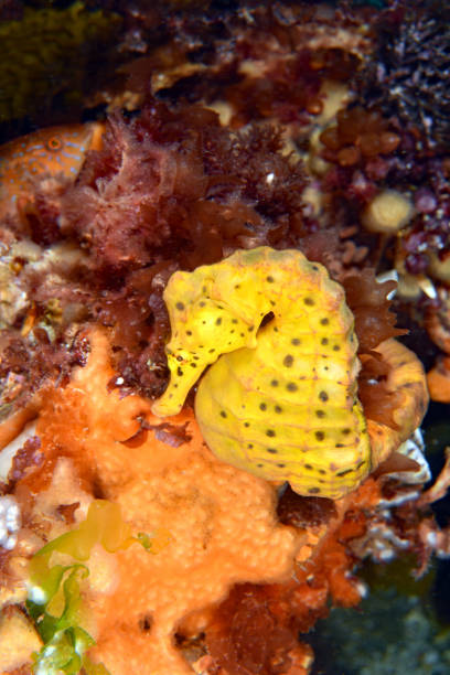 istock Big Bellied Seahorse. 1142559706