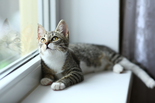 Lazy lovely gray cat lying by the window. Gray tabby cute kitten with beautiful eyes relaxing on window sill. Pets, pet care, good morning, sleep concept. Friend of human.