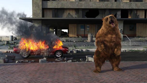 Signs of Apocalypse. Growling bear and vehicles burning in dilapidated, run-down areas of a city