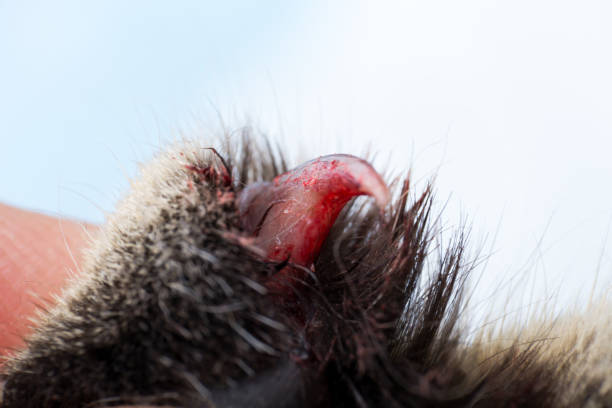 istock broken nail of a cat 1142563769