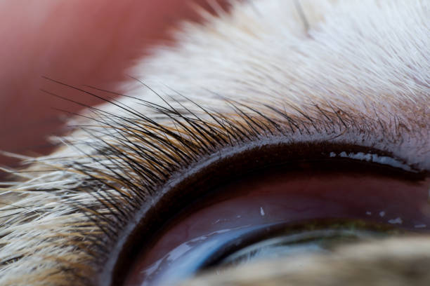upper eyelid of a dog closeup