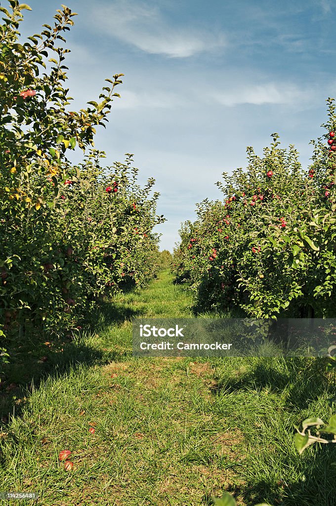 사과나무 과수원 - 로열티 프리 사과나무 과수원 스톡 사진