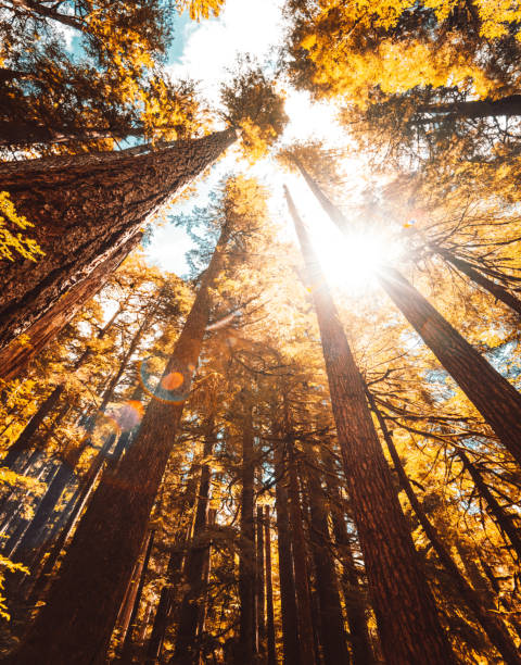 giant tree in autumn - tree growth sequoia rainforest imagens e fotografias de stock